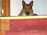 Jamfi at the top of the stairs