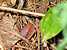 Can you see the frog?