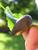 Slug! (Escargot anyone?)